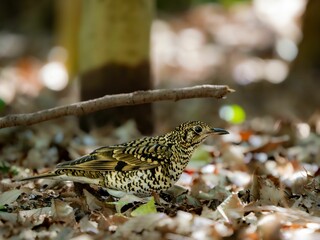 森の中で地面に降りてエサを探しているトラツグミ