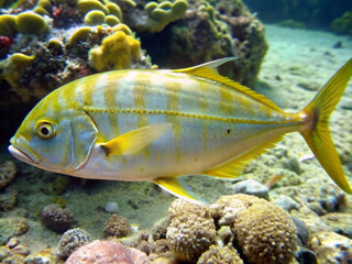 Obraz premium fish in aquarium, coral, reef, water, ocean, tropical, animal, marine, diving, nature, aquarium, blue, scuba, wildlife