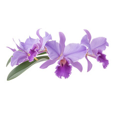 Naklejka premium puple Cattleya Orchid on transparent background. 