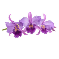 Obraz premium puple Cattleya Orchid on transparent background. 