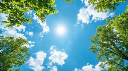 Fototapeta premium Vivid sky with sun and trees from ground perspective view.