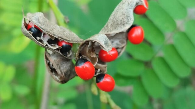 Abrus plant with red seed
