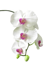 White beautiful orchid flower or phalaenopsis on white background