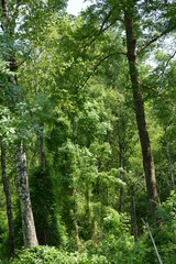Moorbirken,  Betula pubescens,   Gemeine Waldrebe,  Clematis vitalba