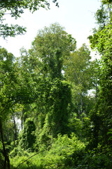 Moorbirken,  Betula pubescens,   Gemeine Waldrebe,  Clematis vitalba