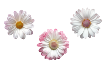 white daisy flower collection on transparent background.