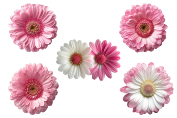 pink and white daisy flower collection on transparent background.