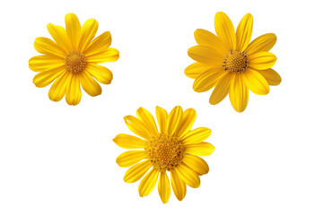 Naklejka premium yellow flower collection on transparent background.
