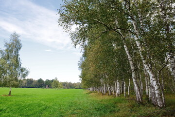 Birke,  Moorbirke,  Betula pubescens