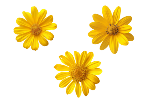 yellow flower  collection on transparent background.