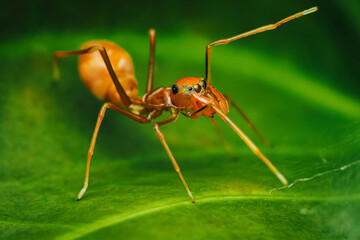 Red weaver-ant mimicking Jumper spider on green leaf.
