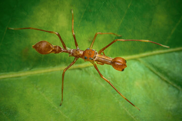 Red weaver-ant mimicking Jumper spider on green leaf.