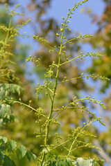 Aralie, Aralia schmidtii