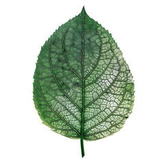 Obraz premium High-resolution macro shot of a single botanical leaf