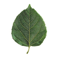 Detailed macro shot of a botanical leaf