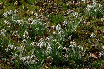 Schneeglöckchen, Galanthus nivalis L.