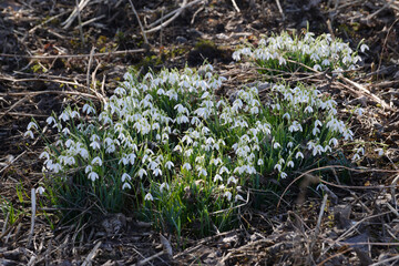 Schneeglöckchen, Galanthus nivalis L.