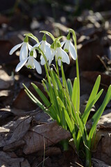 Schneeglöckchen, Galanthus nivalis L