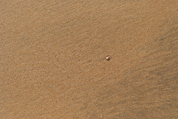 Beach sand texture with small limpet.