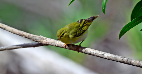Waldlaubsänger // Wood warbler (Phylloscopus sibilatrix)