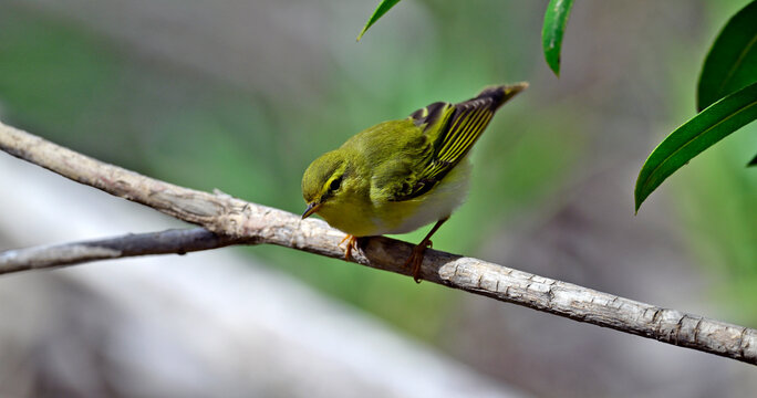 Waldlaubs&auml;nger // Wood warbler (Phylloscopus sibilatrix)