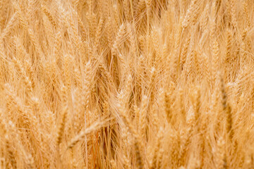Ripe wheat ears background pattern.