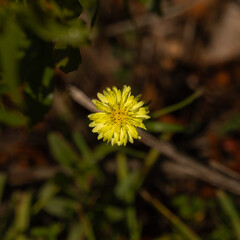 A single Carolina Desert-Chicory flower against a dark background.