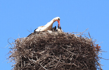Ciconia White Stork bird in the family nest