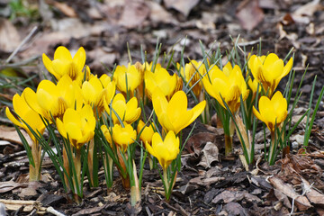 Gelb blühende Krokus, Crocus vernus, Blütendetail, Einzelblüte 
