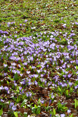 Krokus, Crocus vernus