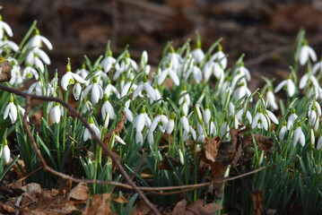 Schneeglöckchen, Galanthus nivalis L.