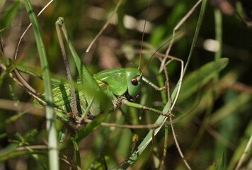 An extremely  rare female Wart-biter Bush-cricket, Decticus verrucivorus, crawling through the...