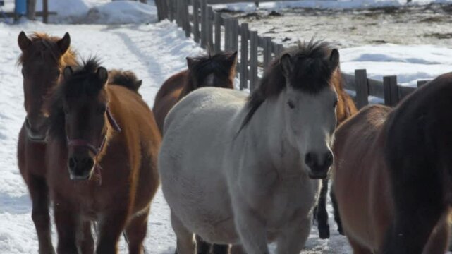日本の馬-木曽馬-12
