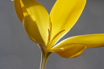 Krokus,  Crocus vernus