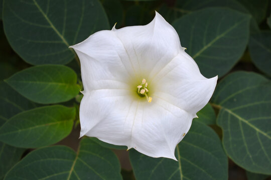 Datura or jimson weed flower closeup, Datura flower, also known as moonflower and jimson weed. Blooms in the evening and each flower only lasts for one day, White flower closeup