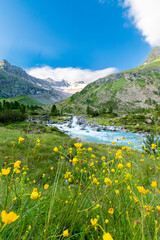 Alpine Meadow in Bloom with Glacier Peak in the Background (Zillertal Alps)