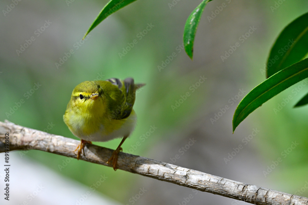 Wall mural Waldlaubsänger // Wood warbler (Phylloscopus sibilatrix)