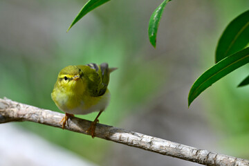 Waldlaubsänger // Wood warbler (Phylloscopus sibilatrix)