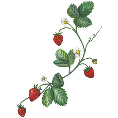 Watercolor illustration of a strawberry, with leaves, flower, berries and mustache. Hand-drawn, isolated on a transparent background