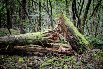 Landscape photo of a broken tree lying on the ground. After a heavy storm in the forest.