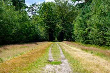 Summer landscape photo of a wide hiking trail to the dark forest