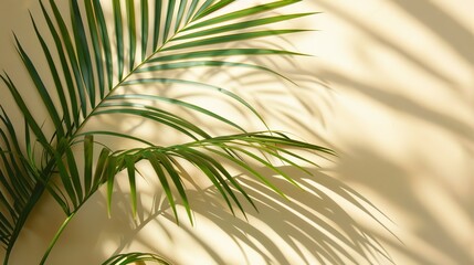 Serene Palm Leaf Shadow - Minimalist Botanical Background in Light Grey Tones