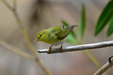 Wood warbler // Waldlaubsänger (Phylloscopus sibilatrix)