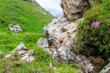 Marmot on Watch in the Alpine Wilderness