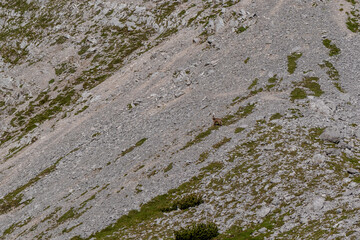 Majestic chamois Grazing on a Rocky Slope