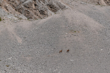 Majestic chamois Grazing on a Rocky Slope