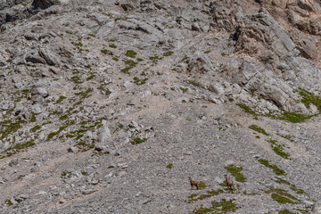 Majestic chamois Grazing on a Rocky Slope