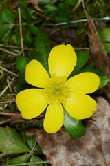 Obraz premium Winterling, Eranthis hyemalis