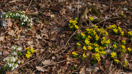 Winterling,  Eranthis hyemalis