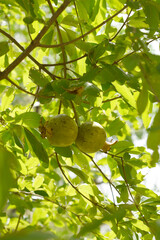 Pomegranate tree in a garden. green pomegranate on a tree. Unripe pomegranate in the garden. Useful fruits. Wild pomegranate on a branch with green leaves.